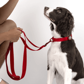 Collar & Leash Lightweight Alloy Set, gallery 2